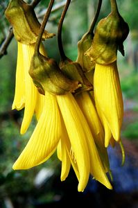 Sophora chathamica